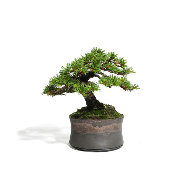五葉松　-Japanese white pine-　（推定樹齢40年）-M0018- 詳細画像